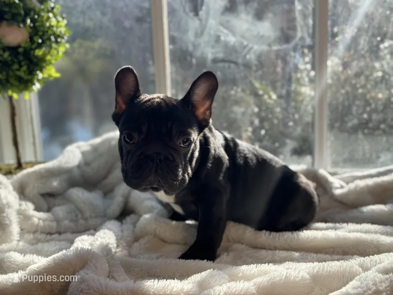 Muffin – French Bulldog puppy for sale in Richmond, VA