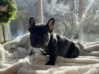 Muffin, a male French Bulldog for sale in Richmond, VA – Photo 1 of 5