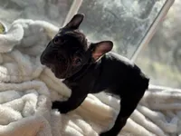 Muffin, a male French Bulldog for sale in Richmond, VA – Photo 2 of 5