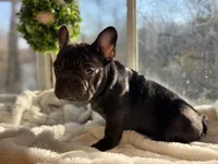 Muffin, a male French Bulldog for sale in Richmond, VA – Photo 4 of 5