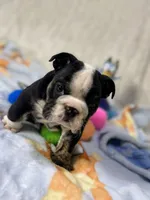 Hondo , a male English Bulldog for sale in Richmond, VA – 2 of 4