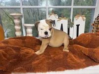 Po, a male English Bulldog for sale in Richmond, VA – 4 of 4