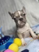 Sunshine , a female French Bulldog for sale in Richmond, VA – 3 of 4