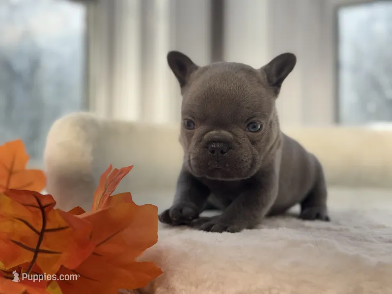 Denver – French Bulldog puppy for sale in Richmond, VA