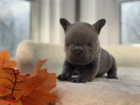 Denver, a male French Bulldog for sale in Richmond, VA – 1 of 4