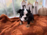 Don, a male English Bulldog for sale in Richmond, VA – 2 of 3