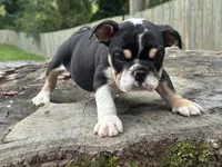 Marco, a male English Bulldog for sale in Richmond, VA – 2 of 4