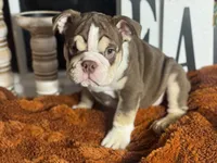 Hunter , a male English Bulldog for sale in Richmond, VA – 4 of 4