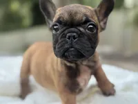 Eve, a female French Bulldog for sale in Richmond, VA – 3 of 3