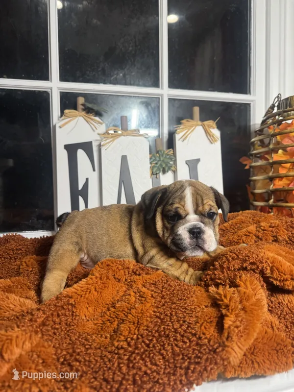 Amber  – English Bulldog puppy for sale in Richmond, VA