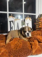 Amber , a female English Bulldog for sale in Richmond, VA – 1 of 4