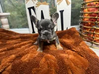 Cinnamon, a female French Bulldog for sale in Richmond, VA – 2 of 3