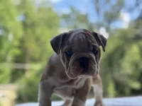 Maxwell, a male English Bulldog for sale in Richmond, VA – 3 of 4