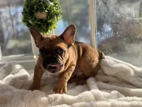 Frank , a male French Bulldog for sale in Richmond, VA – Photo 2 of 5