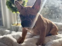 Frank , a male French Bulldog for sale in Richmond, VA – Photo 3 of 5