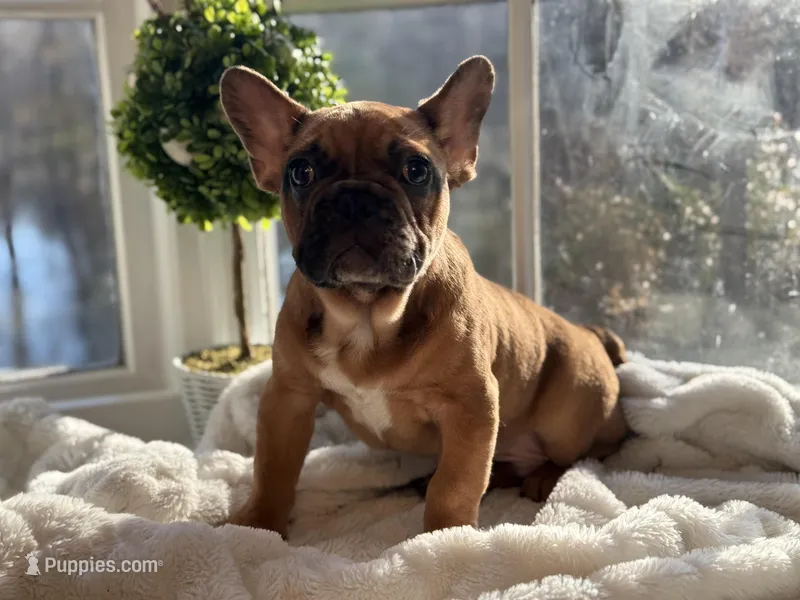 Frank  – French Bulldog puppy for sale in Richmond, VA