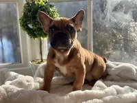 Frank , a male French Bulldog for sale in Richmond, VA – Photo 1 of 5