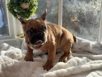 Frank , a male French Bulldog for sale in Richmond, VA – Photo 5 of 5