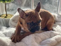 Frank , a male French Bulldog for sale in Richmond, VA – Photo 4 of 5