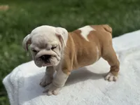 Ellie , a female English Bulldog for sale in Richmond, VA – 3 of 3