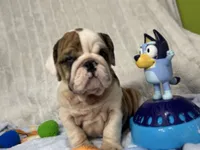 Ruby, a female English Bulldog for sale in Richmond, VA – 3 of 4