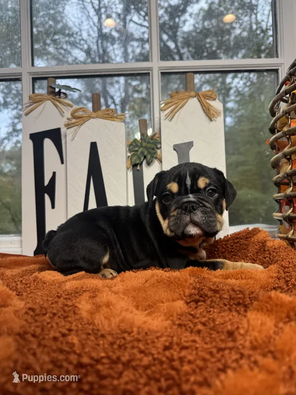 Maple Jack  – English Bulldog puppy for sale in Richmond, VA