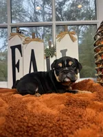 Maple Jack , a male English Bulldog for sale in Richmond, VA – 1 of 3