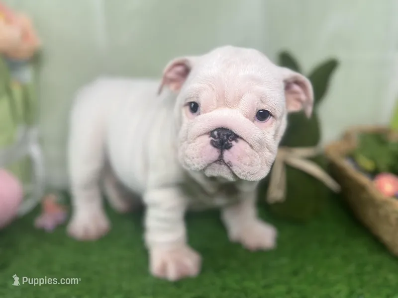 Snow – English Bulldog puppy for sale in Richmond, VA