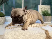 Pancho, a male French Bulldog for sale in Richmond, VA – 4 of 5