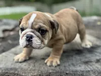 Chuck, a male English Bulldog for sale in Richmond, VA – 2 of 5