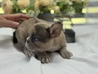 Kobe, a male French Bulldog for sale in Richmond, VA – Photo 5 of 7