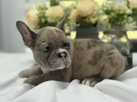 Kobe, a male French Bulldog for sale in Richmond, VA – Photo 6 of 7