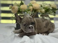 Kobe, a male French Bulldog for sale in Richmond, VA – Photo 3 of 7