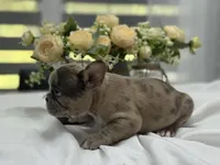 Kobe, a male French Bulldog for sale in Richmond, VA – Photo 4 of 7