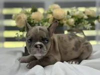 Kobe, a male French Bulldog for sale in Richmond, VA – Photo 1 of 7