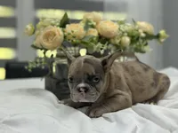 Kobe, a male French Bulldog for sale in Richmond, VA – Photo 7 of 7