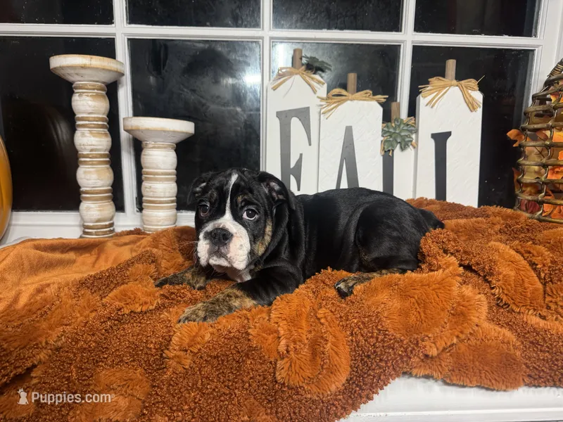 Scarlett  – English Bulldog puppy for sale in Richmond, VA
