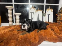 Scarlett , a female English Bulldog for sale in Richmond, VA – 1 of 3