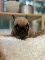 Maple , a female French Bulldog for sale in Richmond, VA – 3 of 4