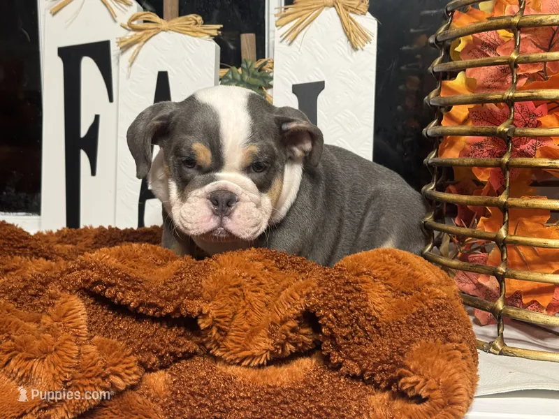King Charles  – English Bulldog puppy for sale in Richmond, VA