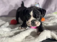 Falcon, a male English Bulldog for sale in Richmond, VA – 1 of 3