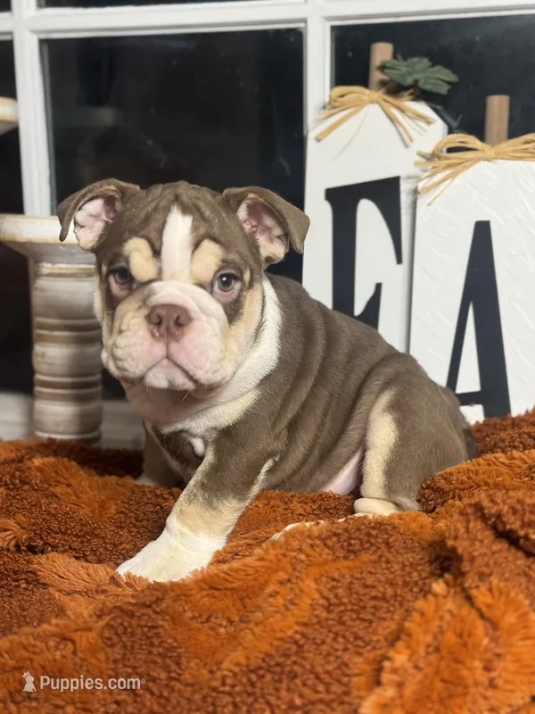 Hunter  – English Bulldog puppy for sale in Richmond, VA