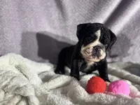 Falcon, a male English Bulldog for sale in Richmond, VA – 3 of 3