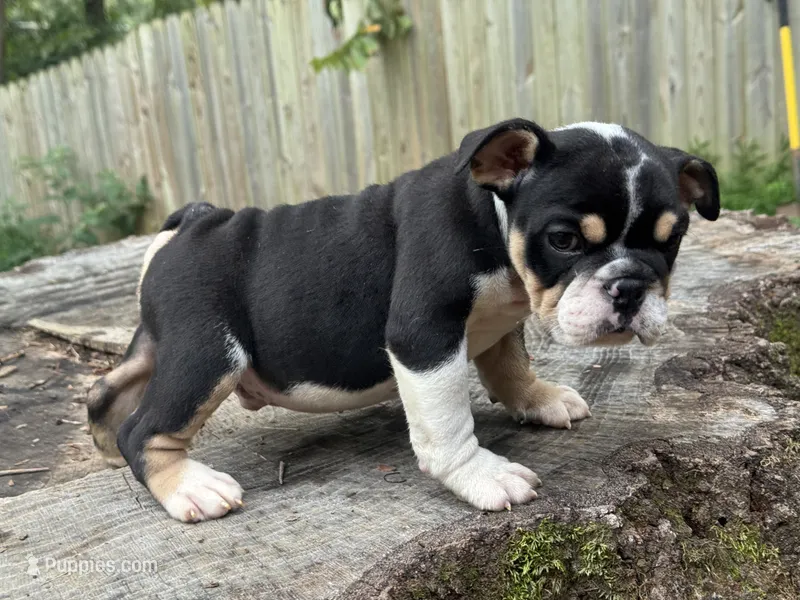 Marco – English Bulldog puppy for sale in Richmond, VA