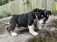 Marco, a male English Bulldog for sale in Richmond, VA – 1 of 4