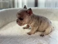 Pablo , a male French Bulldog for sale in Richmond, VA – 4 of 4