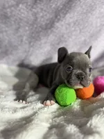 Athena, a female French Bulldog for sale in Richmond, VA – 2 of 6