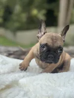 Churro, a male French Bulldog for sale in Richmond, VA – 2 of 3