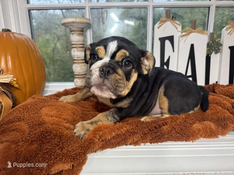 Greogry  – English Bulldog puppy for sale in Richmond, VA