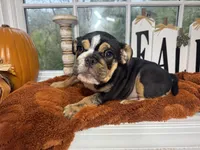 Greogry , a male English Bulldog for sale in Richmond, VA – 1 of 4